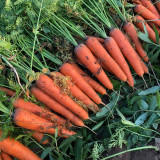 'H1182 F1' Carrot Seeds - High-Yield Hybrid, Reliable Commercial Variety