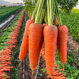 'H1182 F1' Carrot Seeds - High-Yield Hybrid, Reliable Commercial Variety