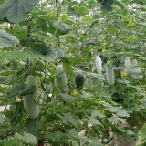 Taiwan Small Wax Gourd Seeds - F1 Hybrid, Early-Maturing, High-Yield, Long Shelf Life