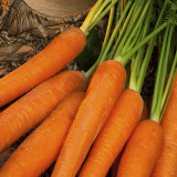 'Zhongyu 1870 F1' Carrot Seeds - Crisp & Bolt Tolerant, for Greenhouse and Open Field