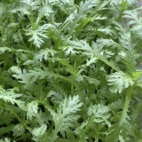 Fine-Leaved Garland Chrysanthemum Seeds - Early Maturing, Multiple Harvests, Ideal for Pots & Gardens