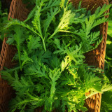 Fine-Leaved Garland Chrysanthemum Seeds - Early Maturing, Multiple Harvests, Ideal for Pots & Gardens