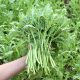Fine-Leaved Garland Chrysanthemum Seeds - Early Maturing, Multiple Harvests, Ideal for Pots & Gardens