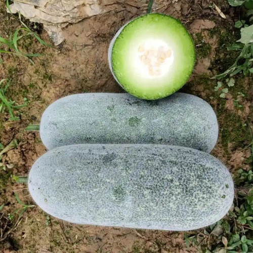 Mini Small Winter Melon No.1 Seeds - Hybrid, High Yield, Early-Maturing, Disease Resistant, Dual-Harvest