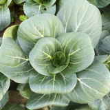 'Black Marshal' Bok Choy Seeds - Fast Growth, Cold Tolerance, High Yield, Storability for Spring & Autumn Cultivation
