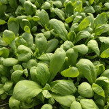 Large-Leaf Garland Chrysanthemum Seeds - Thick, Tender & Aromatic Greens for Hot Pot