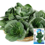 'Black Marshal' Bok Choy Seeds - Fast Growth, Cold Tolerance, High Yield, Storability for Spring & Autumn Cultivation