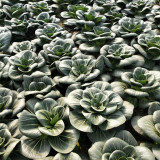 'Black Marshal' Bok Choy Seeds - Fast Growth, Cold Tolerance, High Yield, Storability for Spring & Autumn Cultivation