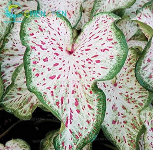 Janpanse Coleus Seeds Perfect Color Rainbow Dragon Flower Plant Garden - (Color: White)