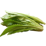 Crispy Youmai Cai Seeds - Tender, Slow-Bolting, Versatile Garden Greens