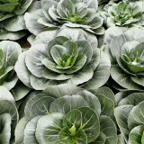 'Black Marshal' Bok Choy Seeds - Fast Growth, Cold Tolerance, High Yield, Storability for Spring & Autumn Cultivation