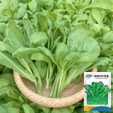 Large-Leaf Garland Chrysanthemum Seeds - Thick, Tender & Aromatic Greens for Hot Pot