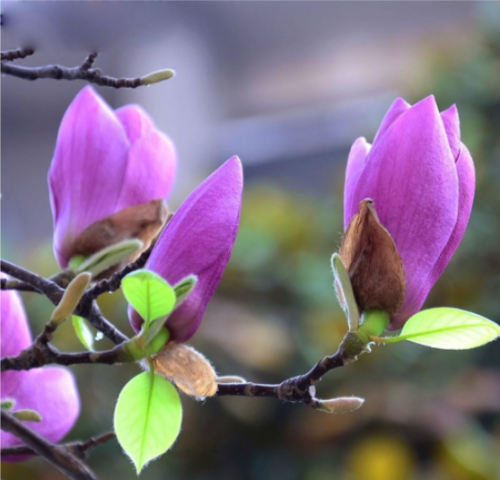 Purple  Magnolia Flower Seeds Home Garden Plants Perennial Flowers