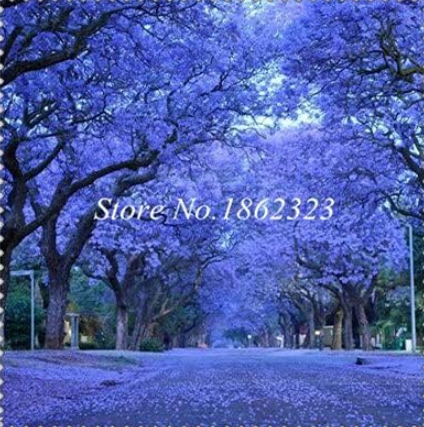 Rare Jacaranda Mimosifolia Seeds Outdoor Jacaranda Flower (Color: 2)
