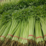 Michelin Fruit Celery Seeds - Crispy, Juicy Stalks for Snacking, Salads & Juicing