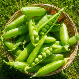 'Cherry Blossom' Snap Pea Seeds - Dwarf, Early-Maturing Variety with Double Pods, Sweet & Crisp for Salads