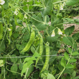 Large-Pod Snow Pea Seeds - Mid-Early Variety, High Yield, Crisp Tender Pods, Vigorous, Trellis Cultivation