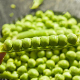 'Cherry Blossom' Snap Pea Seeds - Dwarf, Early-Maturing Variety with Double Pods, Sweet & Crisp for Salads