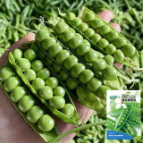 'Cherry Blossom' Snap Pea Seeds - Dwarf, Early-Maturing Variety with Double Pods, Sweet & Crisp for Salads