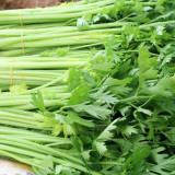 Michelin Fruit Celery Seeds - Crispy, Juicy Stalks for Snacking, Salads & Juicing