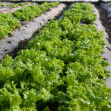 Chrysanthemum Salad Lettuce Seeds - Unique Frilly Leaves, Crisp Texture