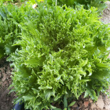 Chrysanthemum Salad Lettuce Seeds - Unique Frilly Leaves, Crisp Texture