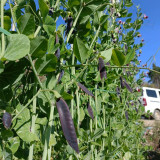 Purple-Podded Snow Pea Seeds - High-Yielding, Early-Maturing Variety with Purple Pods & Rich in Anthocyanins