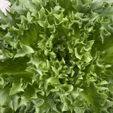 Chrysanthemum Salad Lettuce Seeds - Unique Frilly Leaves, Crisp Texture