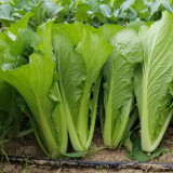 Four Seasons Bok Choy Seeds - Year-Round Harvest, Heat & Cold Tolerant