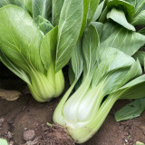 'Hezhiyuan' Shanghai Bok Choy Seeds - F1 Hybrid, Heat Tolerant, Bolting Resistant, Fast Growing