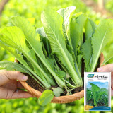 Four Seasons Bok Choy Seeds - Year-Round Harvest, Heat & Cold Tolerant
