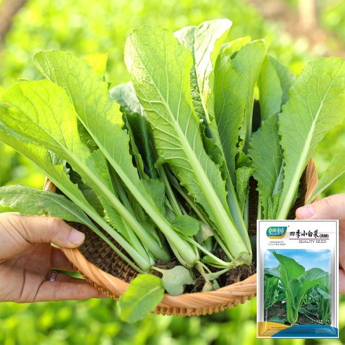 Four Seasons Bok Choy Seeds - Year-Round Harvest, Heat & Cold Tolerant