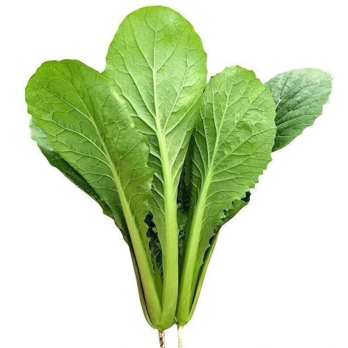 Four Seasons Bok Choy Seeds - Year-Round Harvest, Heat & Cold Tolerant