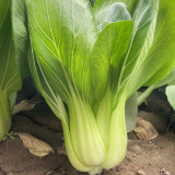 'Hezhiyuan' Shanghai Bok Choy Seeds - F1 Hybrid, Heat Tolerant, Bolting Resistant, Fast Growing