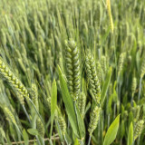 Barley Seeds - Premium Barley for Beer Making, Cooking & Herbal Remedies