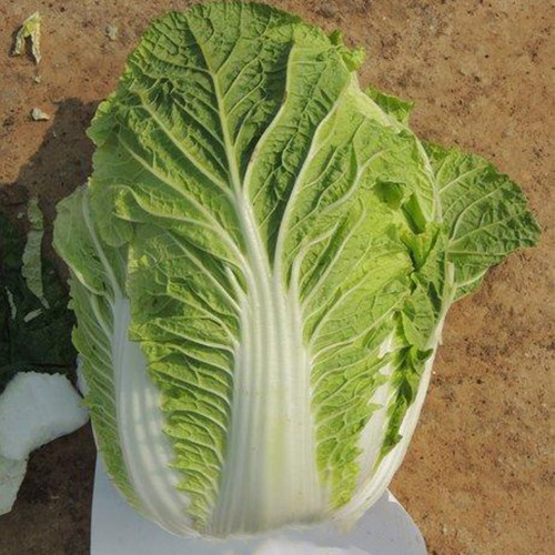 'Jiaoyan Qiubao' Chinese Cabbage Seeds - Early Maturing, High Yield, Yellow Heart Type, Hybrid Chinese Cabbage