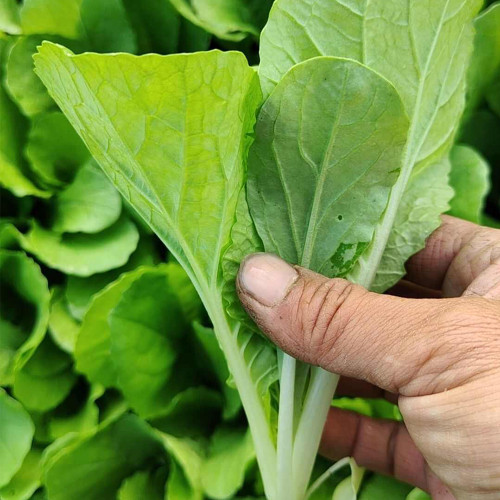 White-Stalked Baby Bok Choy Seeds: Fast-Harvest, Disease-Resistant, High-Yield, F1 Hybrid