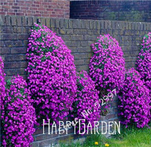 Rock Cress Seeds, Aubrieta Cascade Purple Flower Superb Perennial Ground Cover for Home Garden