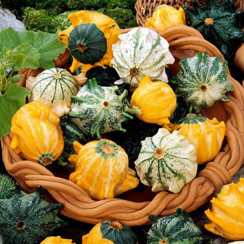 Crown of Thorns Gourd Seeds - Unique Ornamental Pumpkin for Fall Decor