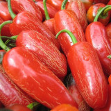Mexican Chili Pepper Seeds - Unique Corking Pattern, Mild Heat & High Yield