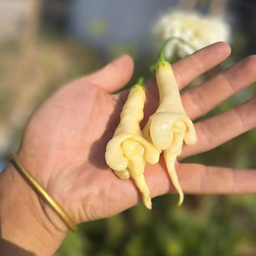 Aji Confusion Pepper Seeds - Fruity Flavor, Medium Heat, Distinctive shape