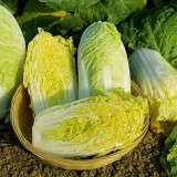 Huanai Baby Pak Choy Seeds - High Disease Resistance, Early Harvest, Bolt Tolerant For Spring Greenhouse