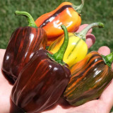 'Candy' Sweet Pepper Seeds - A Striking Ornamental and Edible Pepper