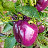 Violgo Sweet Pepper Seeds - Thick-Fleshed, Juicy, and Sweet Early-Maturing Variety
