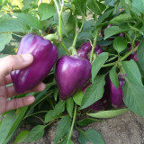 Violgo Sweet Pepper Seeds - Thick-Fleshed, Juicy, and Sweet Early-Maturing Variety