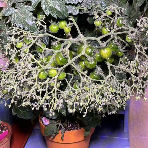 'Mini Shadow Stripe' Tomato Seeds - Edible Bicolor Fruit, Best Tasting Dwarf Plant, Easy Grow