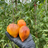 'Eden's Garden No. 6' Tomato Seeds - Produces Heart-Shaped, Orange & Red Striped Fruit