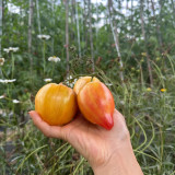 'Eden's Garden No. 6' Tomato Seeds - Produces Heart-Shaped, Orange & Red Striped Fruit
