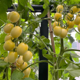 'White Princess F1' Tomato Seeds - Consistent Flavor, Effortless to Cultivate