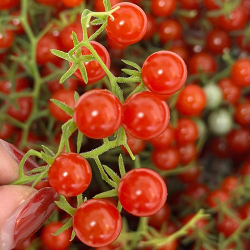 Red Currant Tomato Seeds - High-Yielding, Sweet Fruit, Easy to Grow